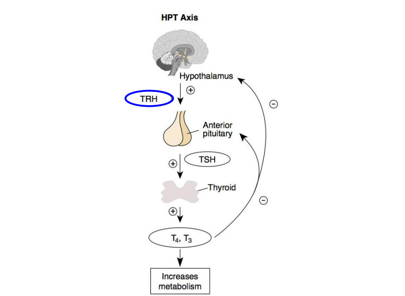 thyroid